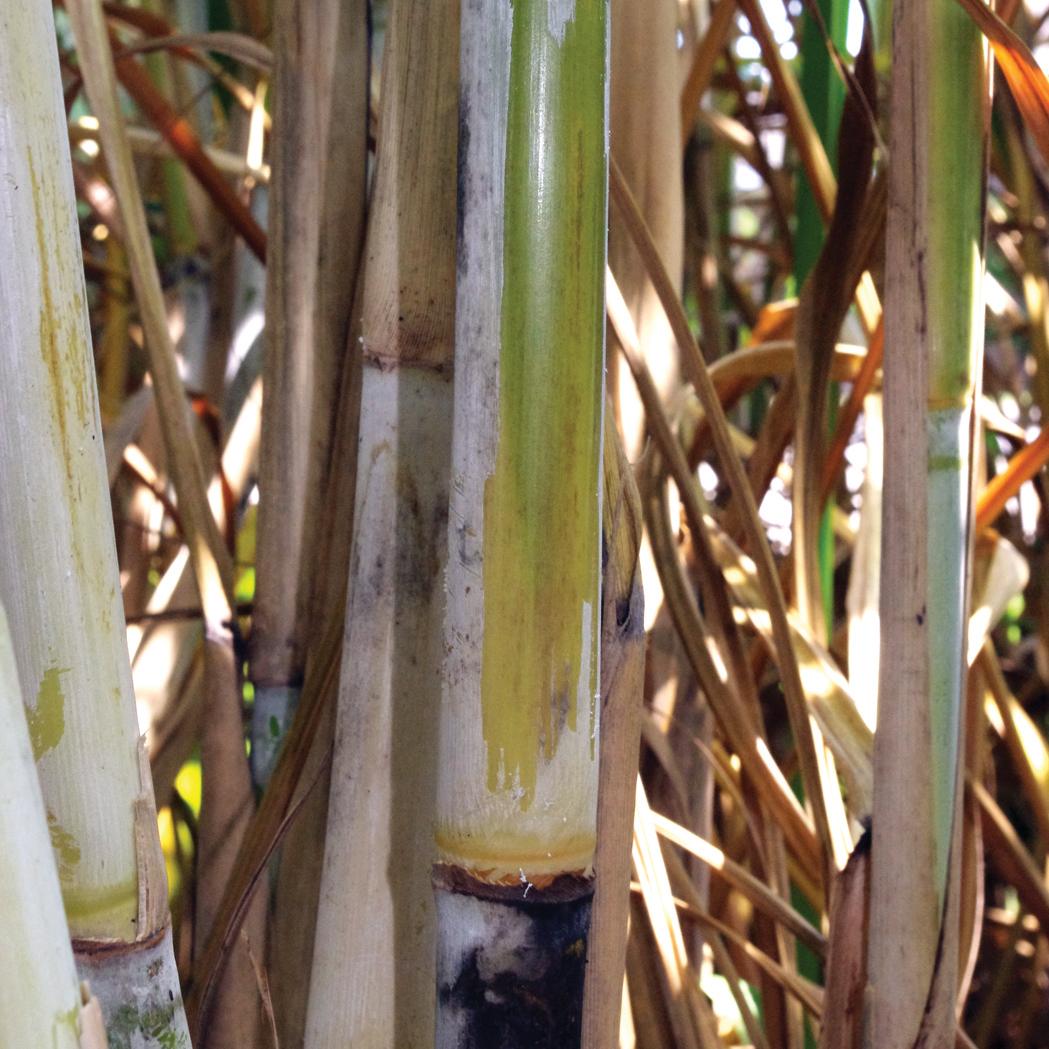 Stalk color under wax layer – Dark green with purplish hues that deepen with sun exposure; with direct exposure, the stalk becomes deep purple.